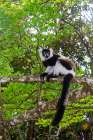 Africa, Madagascar, Akaninny Nofy, Palmarium Reserve. Black and white ruffed Lemur. Art Print